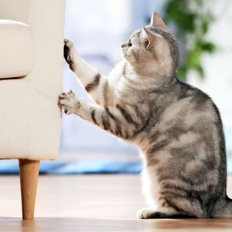 cortinas-rafa-guerrero-valencia-toldos-a-medida-domotica-fachada-telas-anti-arañazos-mascotas-04-sqr